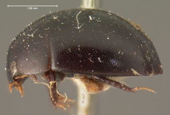 Media type: image;   Entomology 3142 Aspect: habitus lateral view